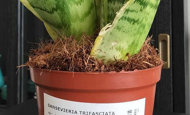 IKEAの「サンセベリア（サンスベリア）」の育て方・体験談 - せとちよ