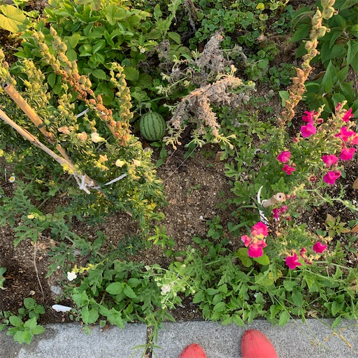 f:id:setouchi_bouquet:20200624231504j:image