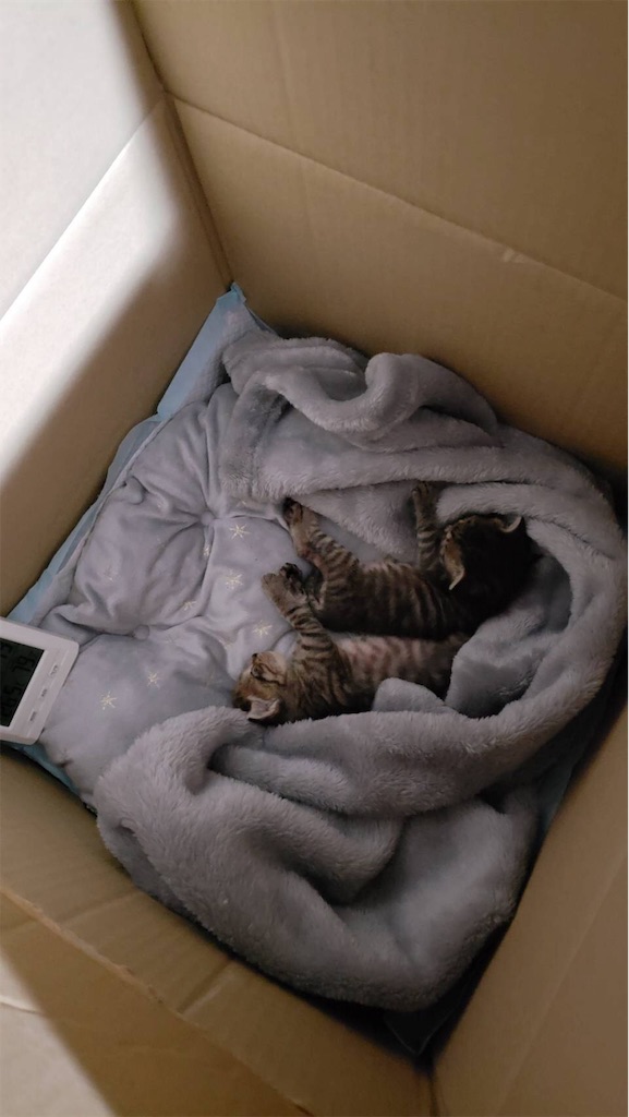 f:id:setsunadesu0516:20190929010411j:image f:id:setsunadesu0516:20190929010411j:image