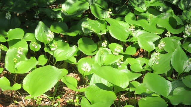 アカエゾマツの赤い球果 - Setubunso のお散歩日記