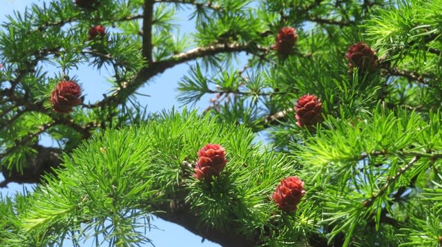 グイマツの赤い球果 - Setubunso のお散歩日記