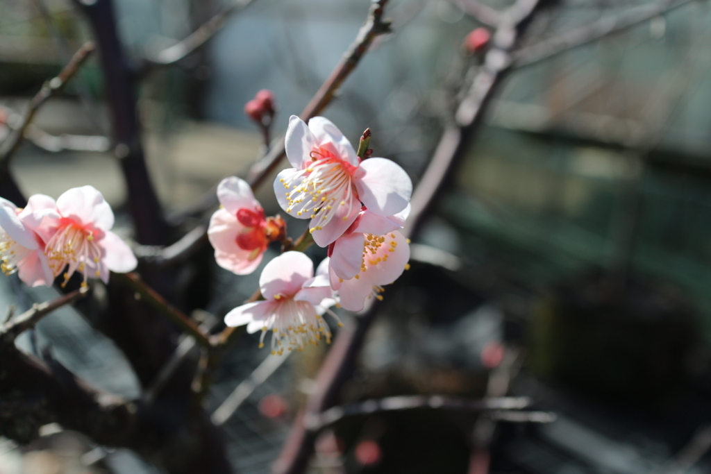 f:id:setuko5:20180307211745j:plain