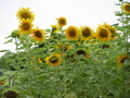 20260714102252