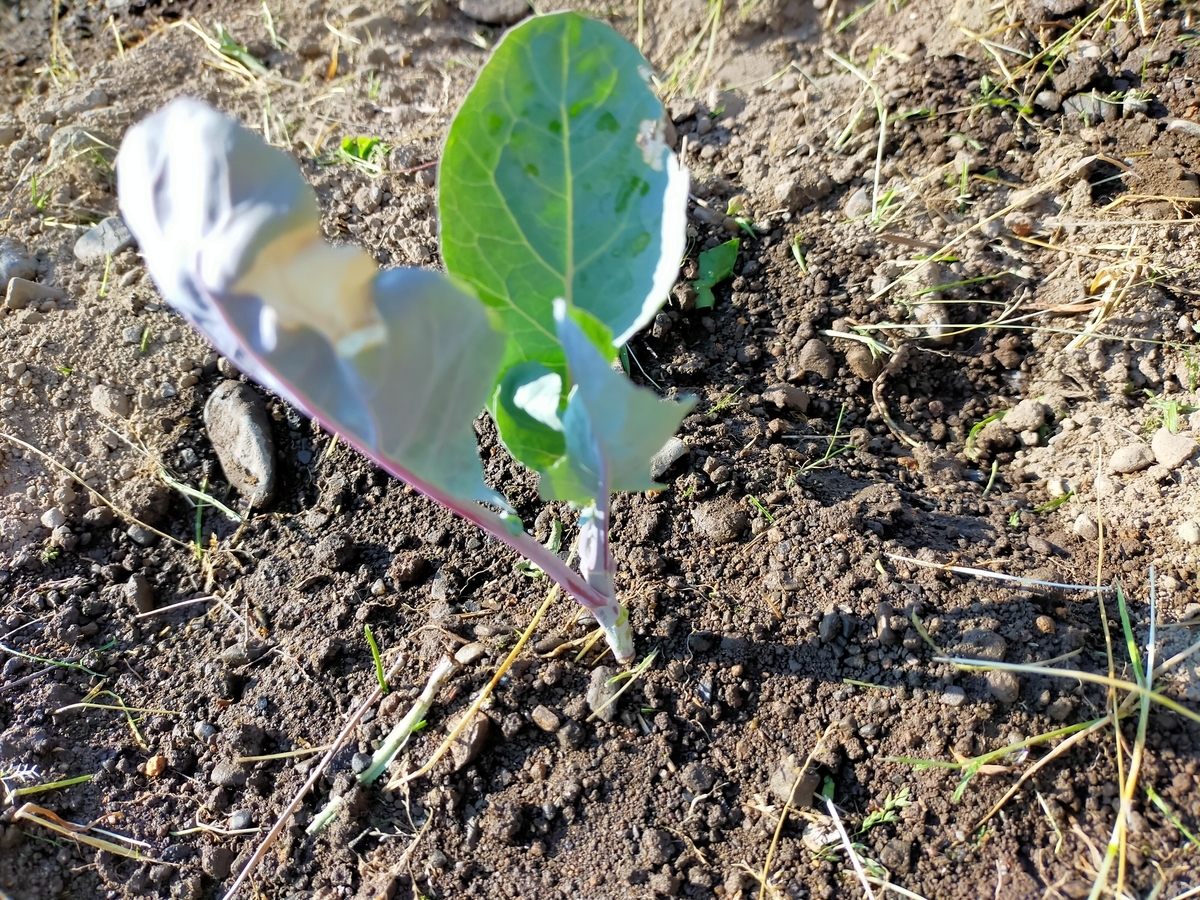 f:id:setuyakuseikatu1222:20210617203025j:plain