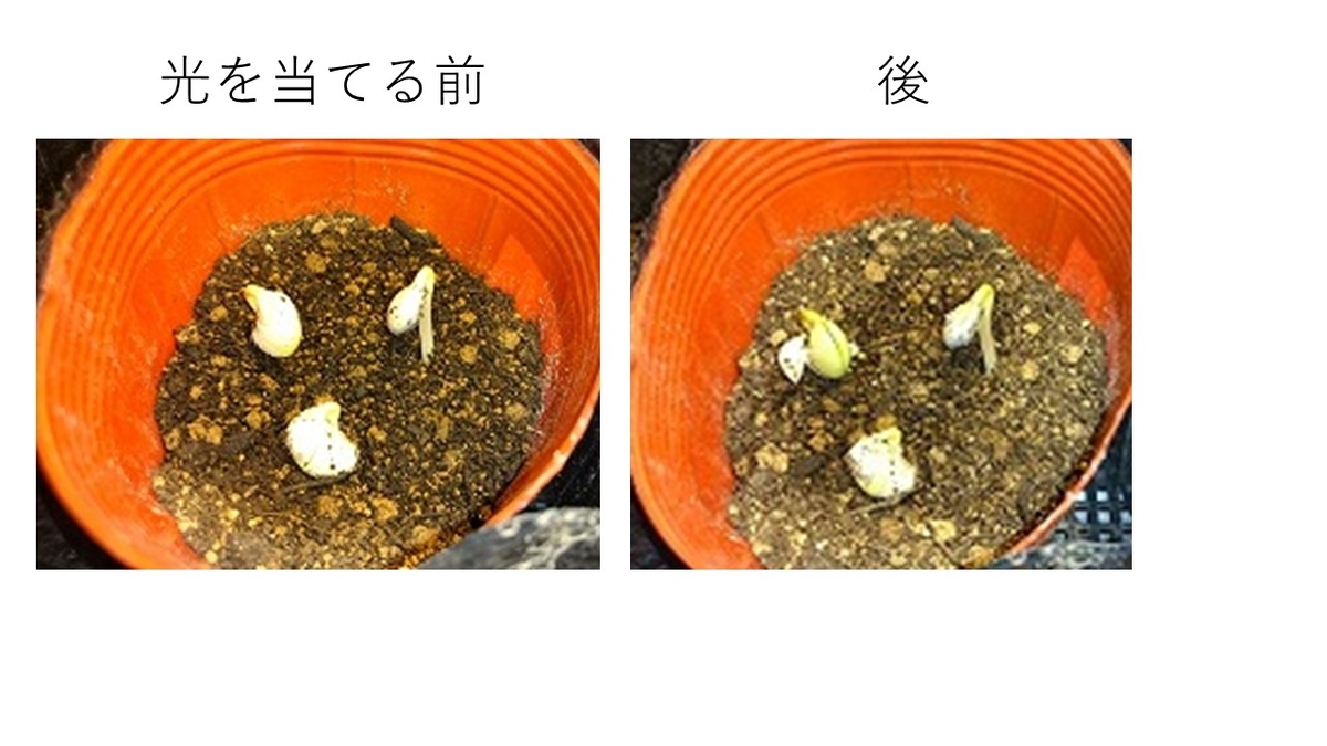 f:id:setuyakusetuyaku:20190929141802j:plain