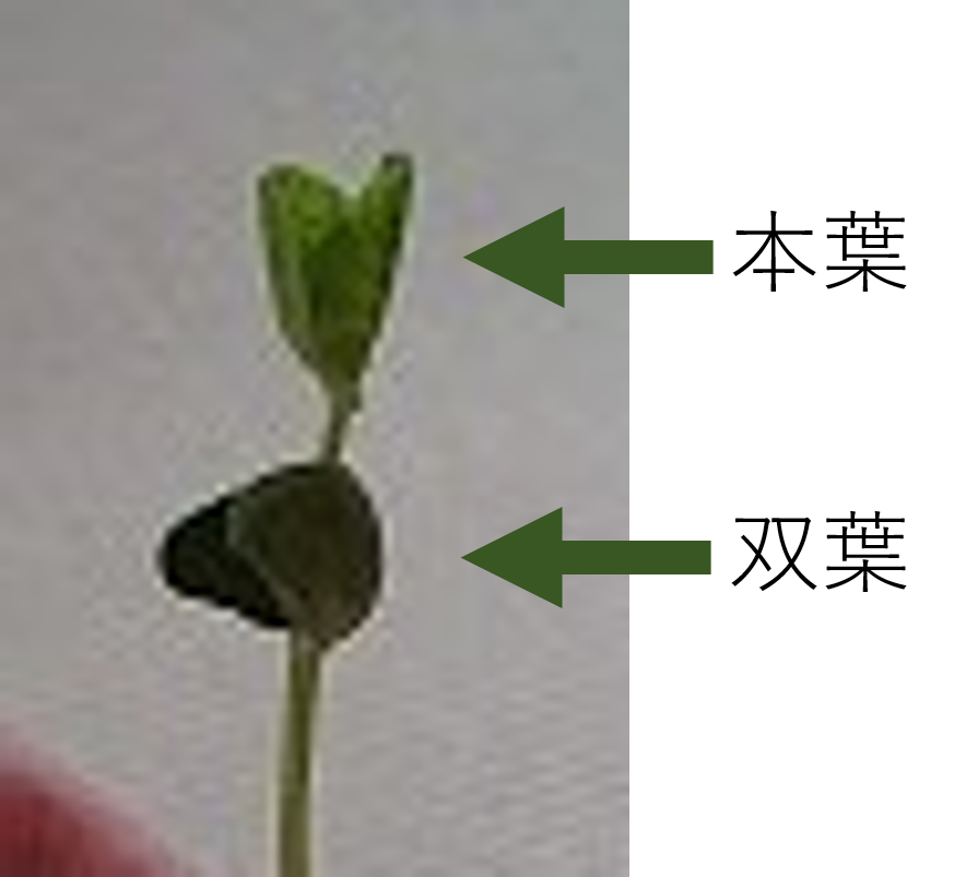 f:id:setuyakusetuyaku:20190929142327p:plain