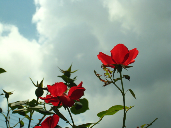 f:id:seventh_stair:20100717162658j:image