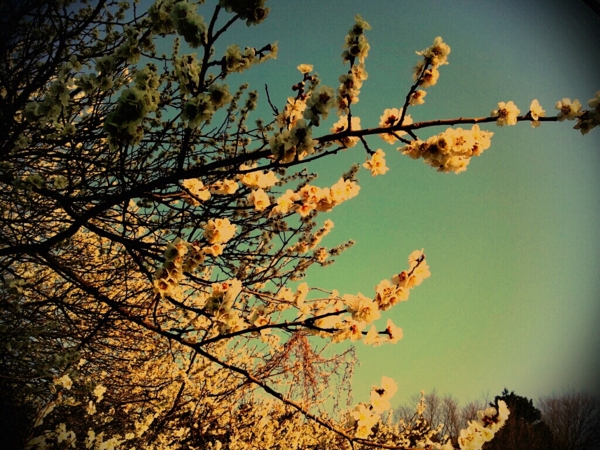 f:id:seventh_stair:20110406205014j:image