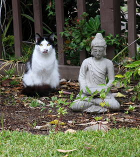 瞑想猫?