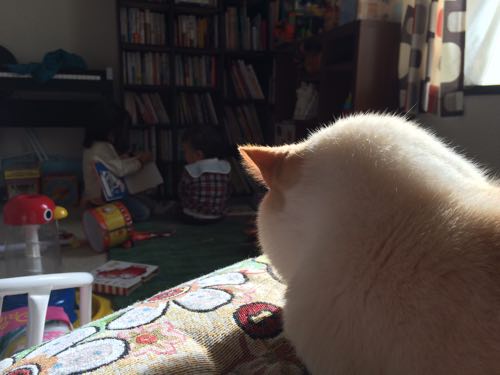 見守るシロキチ