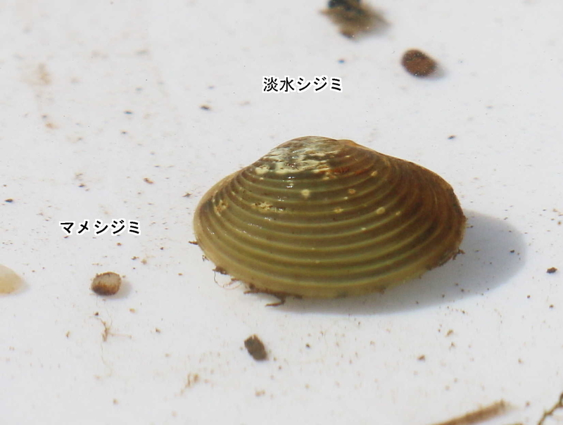 イメージ 5