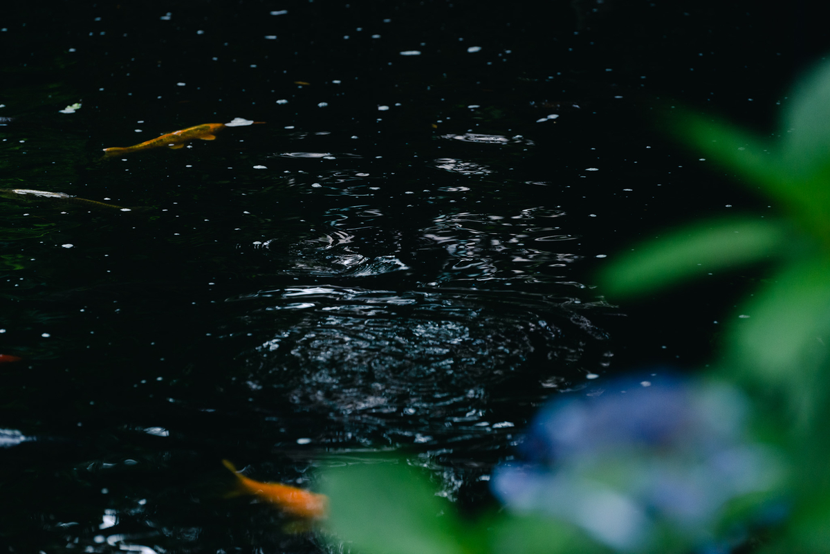 f:id:sfTKL:20190705191548j:plain f:id:sfTKL:20190705191548j:plain