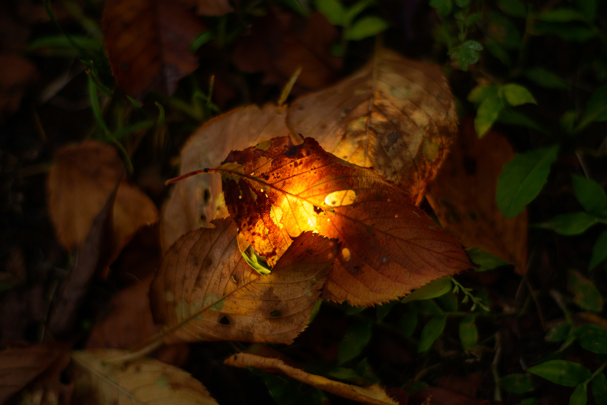 f:id:sfTKL:20191231185203j:plain f:id:sfTKL:20191231185203j:plain