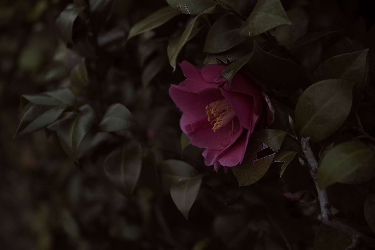 f:id:sfTKL:20200305091238j:plain f:id:sfTKL:20200305091238j:plain