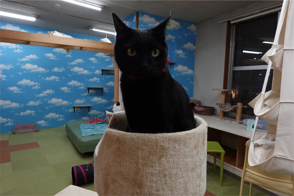 岡山県 倉敷美観地区にある猫カフェ美観neko 21時まで営業してるオススメ癒しスポット 私はanaの修行僧 北海道在住olのsfc Dia修行ブログ