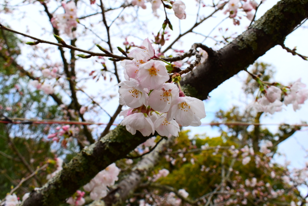 f:id:sfidante:20180328200546j:plain