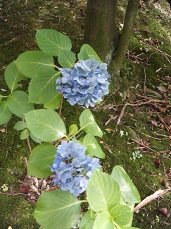 f:id:sfuji:20110911192820j:image:w360