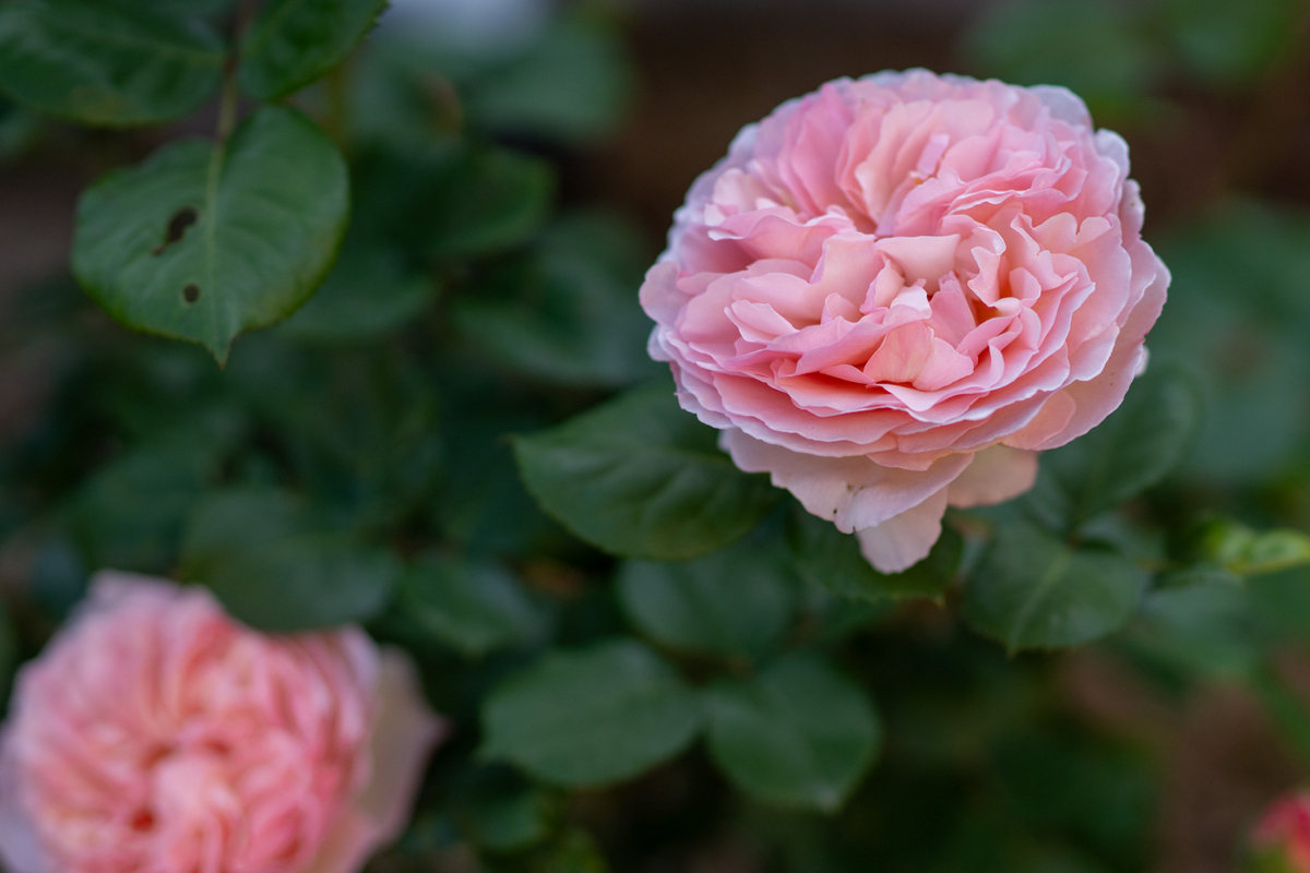 庭のバラ To Fuku Garden