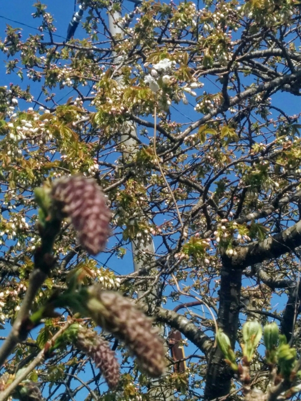 f:id:sgamakun:20170520175358j:plain