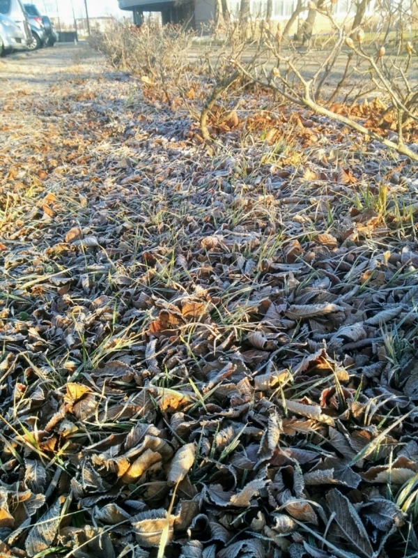 f:id:sgamakun:20171117222700j:plain