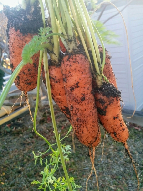 f:id:sgamakun:20171118155431j:plain