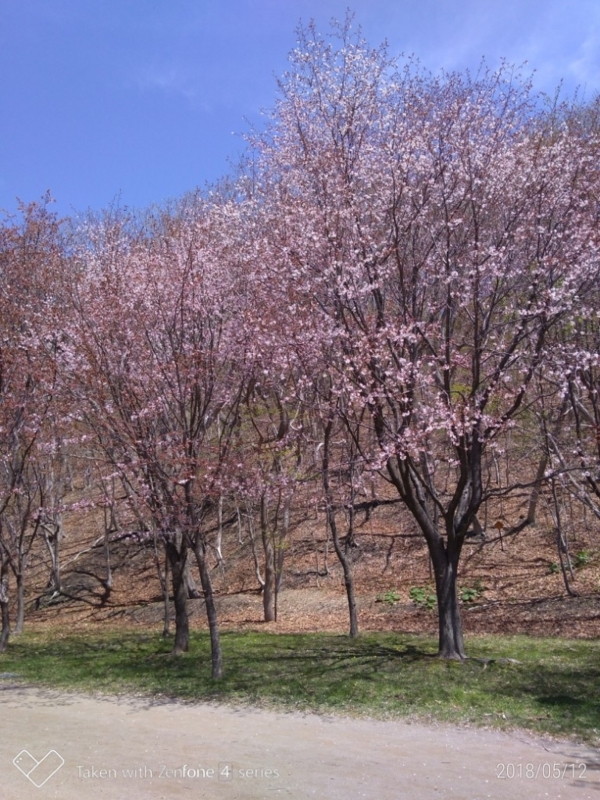 f:id:sgamakun:20180512160042j:plain