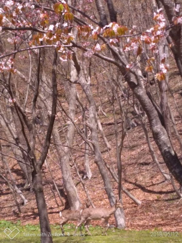 f:id:sgamakun:20180512160046j:plain