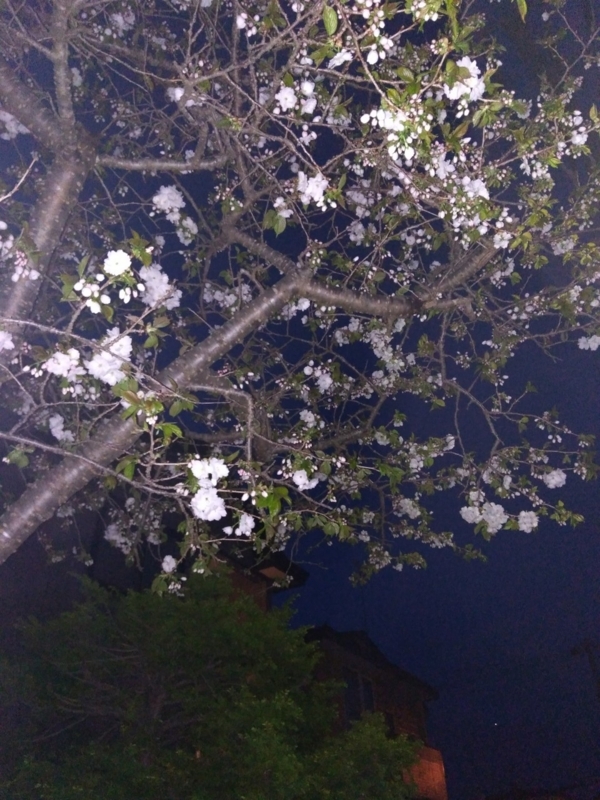 f:id:sgamakun:20180517205318j:plain