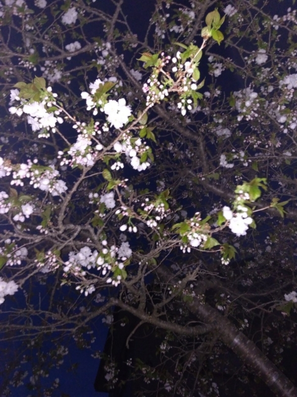 f:id:sgamakun:20180517205323j:plain