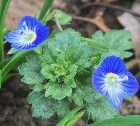 オオイヌノフグリ 相模原北公園を楽しむ