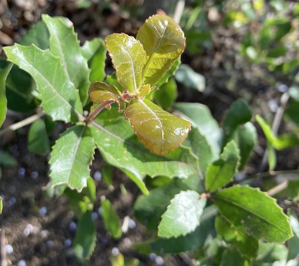 ウバメガシ - 姥目樫 - 相模原北公園を楽しむ