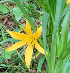 ムサシノキスゲ 武蔵野黄萱 相模原北公園を楽しむ