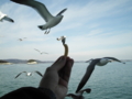 20040113135709