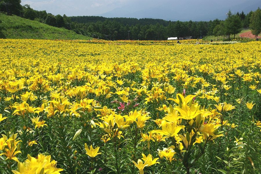 f:id:sgrmatha:20080730215204j:image:h300,w450