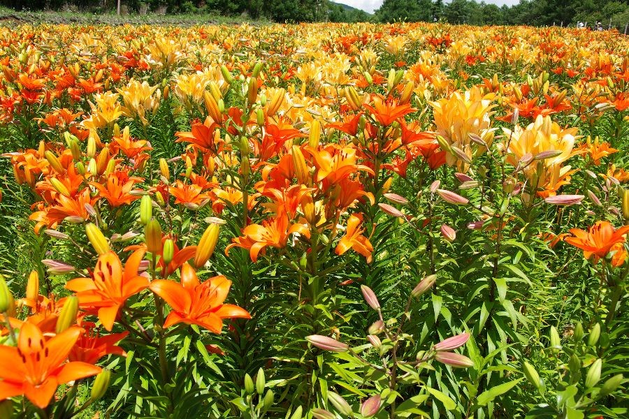 f:id:sgrmatha:20080730215206j:image:h300,w450