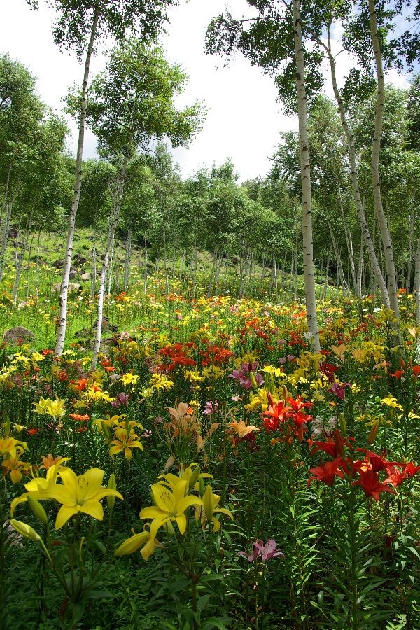 f:id:sgrmatha:20080730215207j:image:h450,w300