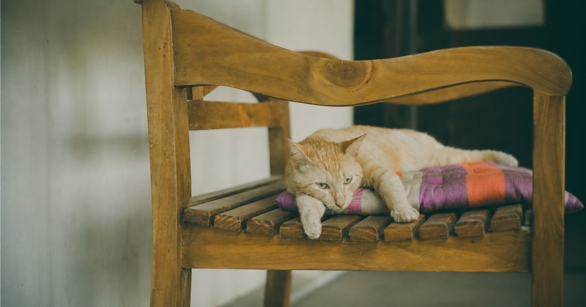 猫