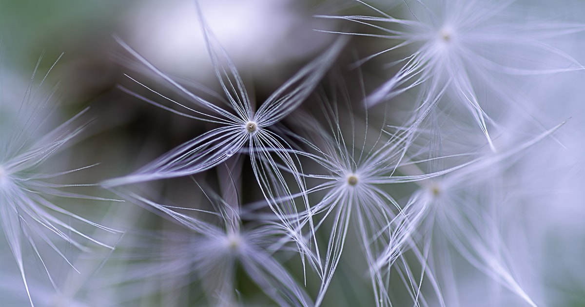 デリケートで繊細な花の種