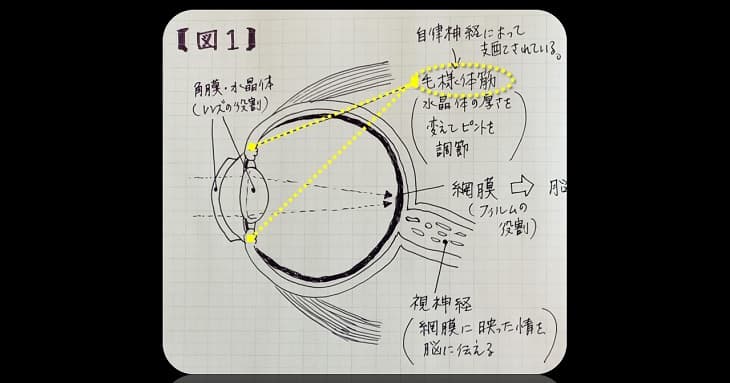 「くすりと健康の情報局」内の図を参考に筆者が描いた目の断面図