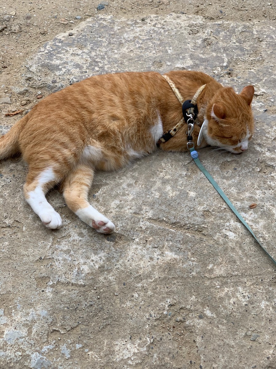 f:id:shachi_kk:20190914142444j:plain f:id:shachi_kk:20190914142444j:plain