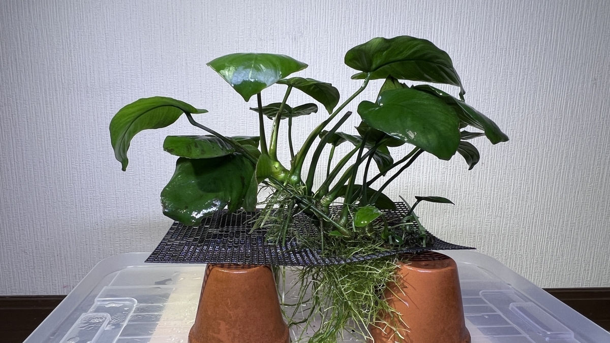 アヌビアスが急成長して根茎が折れそうなので溶岩石で補助しました