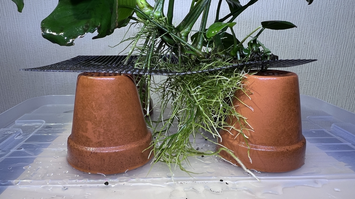 アヌビアスが急成長して根茎が折れそうなので溶岩石で補助しました