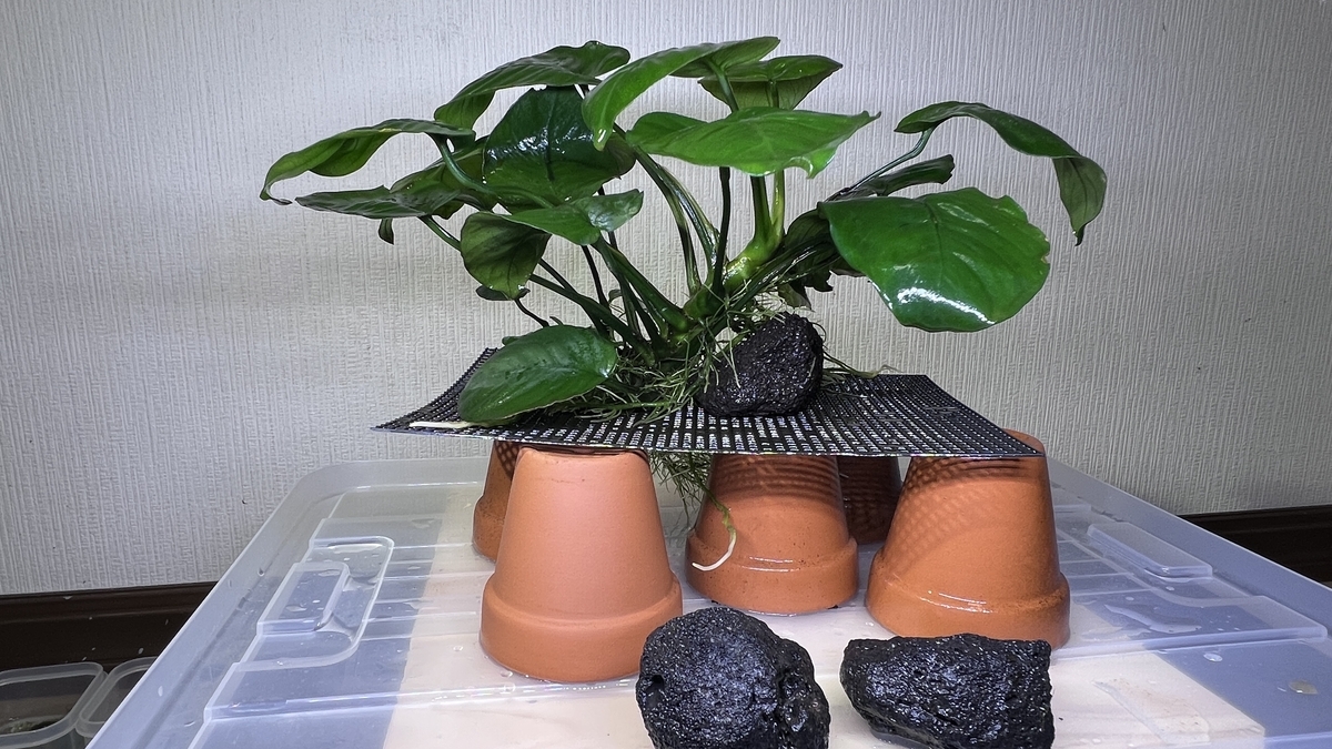 アヌビアス・ピント 溶岩石活着済み 安定株 新芽・新根展開中 アヌビアスが急成長して根茎が折れそうなので溶岩石で補助しました