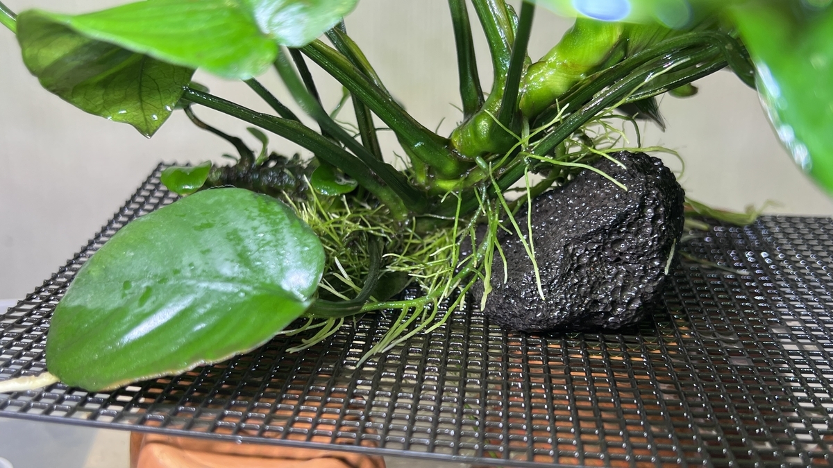 アヌビアスが急成長して根茎が折れそうなので溶岩石で補助しました