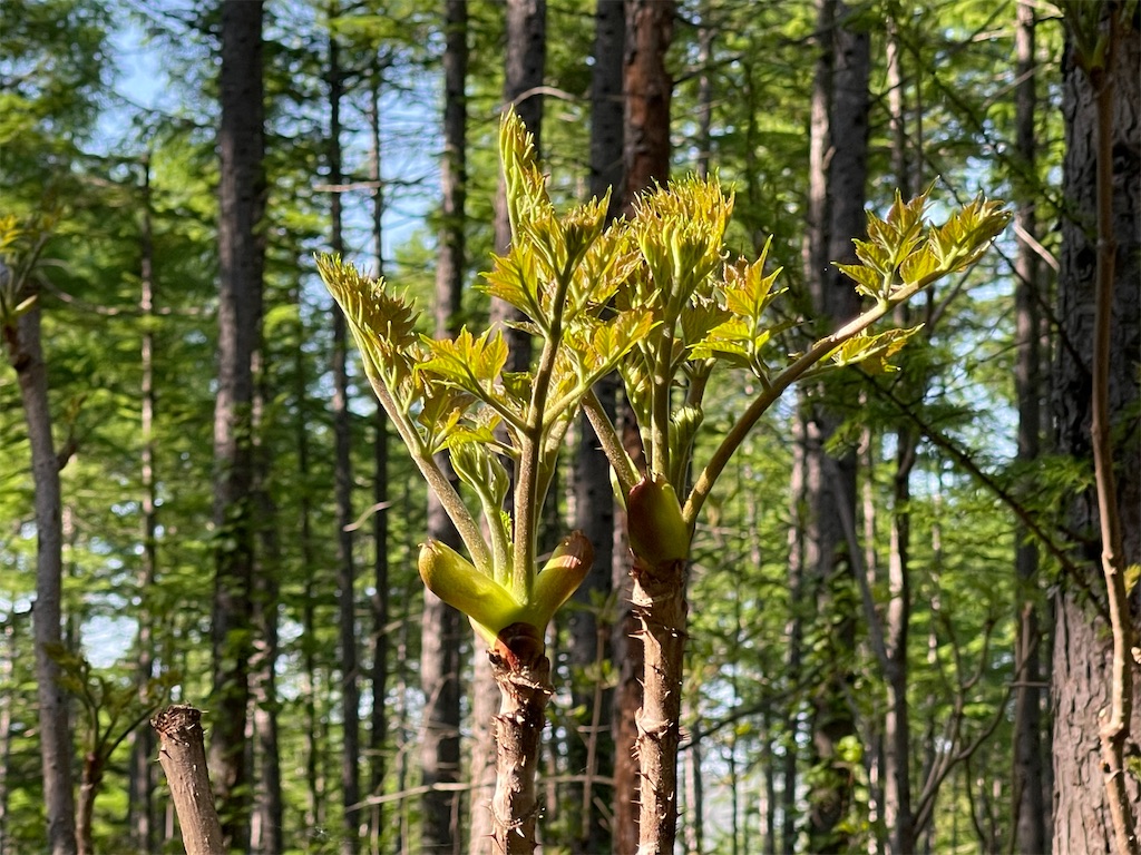 f:id:shajibato:20210520214940j:image