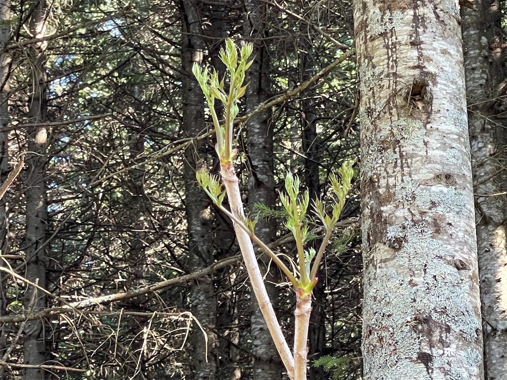 f:id:shajibato:20210520214945j:image