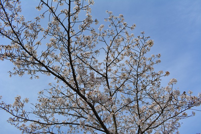 f:id:shakuhachi_tone:20210328210638j:plain