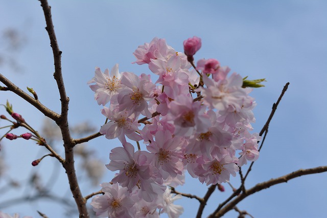 f:id:shakuhachi_tone:20210328210644j:plain
