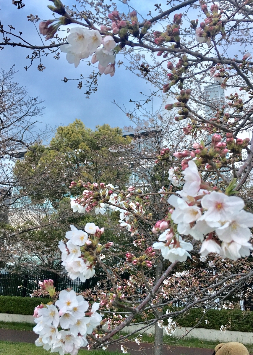 f:id:shalala_claudia:20190401171539j:plain f:id:shalala_claudia:20190401171539j:plain