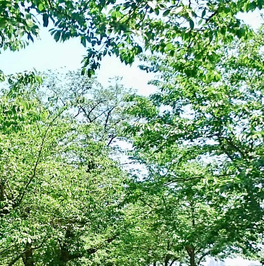 f:id:shalala_claudia:20190425211505j:plain f:id:shalala_claudia:20190425211505j:plain